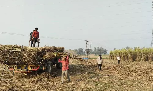 Ambala  के किसानों ने कृषि मंत्री से मुलाकात की, गन्ने की कीमतों में बढ़ोतरी की मांग की