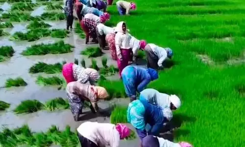 बसवपट्टण में किसान सुपारी से निराश, धान की आपूर्ति घट रही बसवपट्टण में किसान सुपारी से निराश, धान की आपूर्ति घट रही