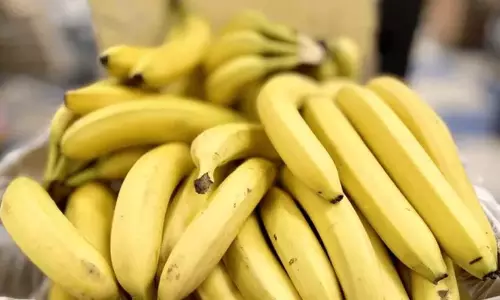 केले की कीमतों में गिरावट; केला किसानों के आंसू छलक पड़े