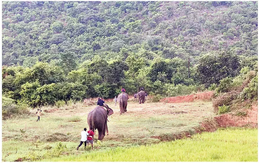 Andhra: कुमकी हाथियों के जंगली झुंडों को भगाने से किसान राहत महसूस कर रहे हैं Andhra: कुमकी हाथियों के जंगली झुंडों को भगाने से किसान राहत महसूस कर रहे हैं