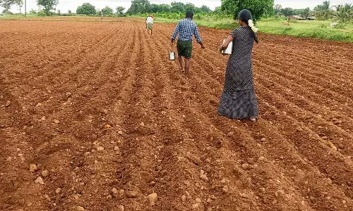 भारी बारिश: बुवाई शुरू भारी बारिश: बुवाई शुरू
