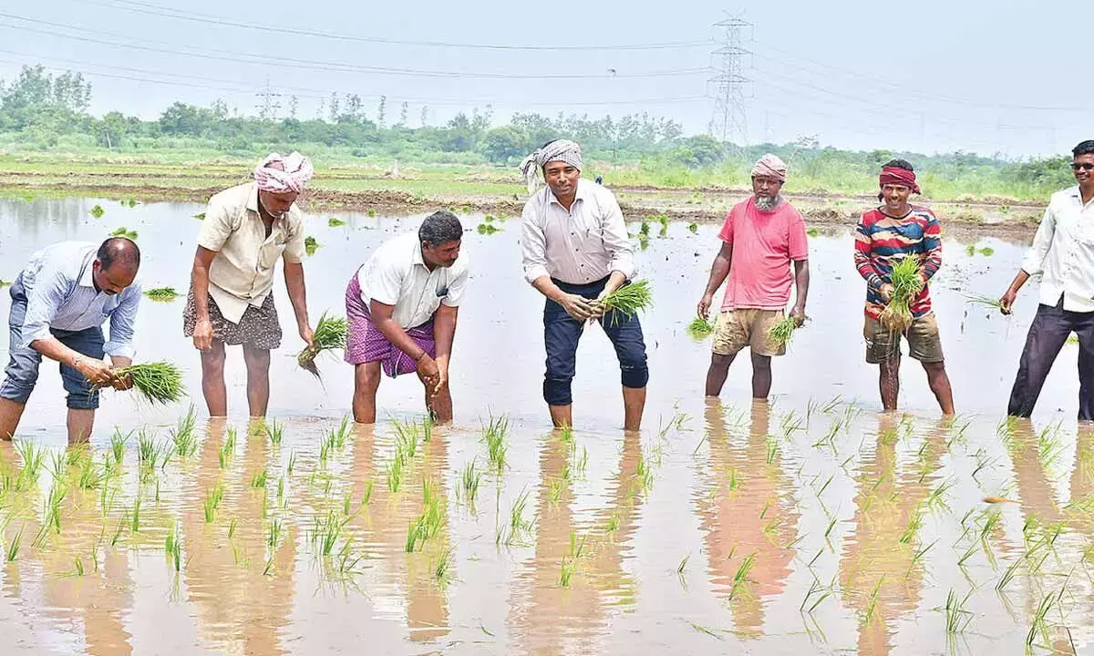 Andhra: किसानों को बागवानी अपनाने की सलाह Andhra: किसानों को बागवानी अपनाने की सलाह