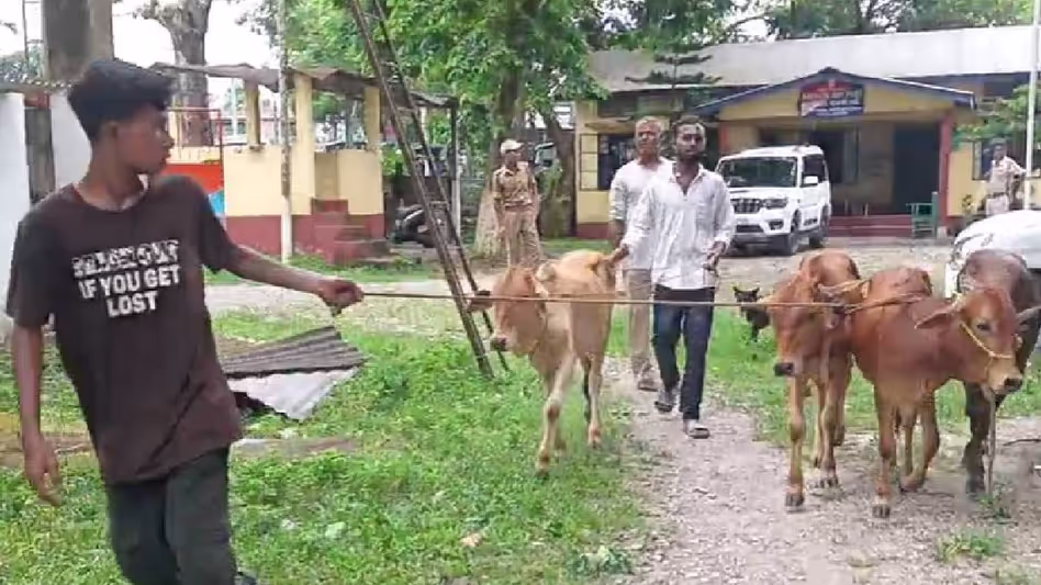 Assam: पुलिस ने सपकटा में मवेशियों को ले जा रहे एक पिकअप ट्रक को जब्त किया, दो गिरफ्तार