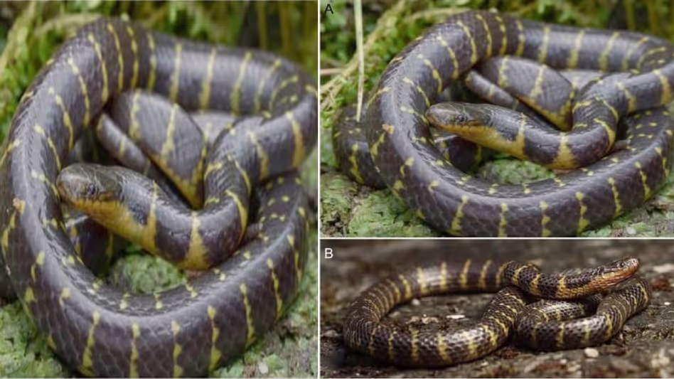 Mizoram के जंगलों में सांपों की नई प्रजाति की खोज Mizoram के जंगलों में सांपों की नई प्रजाति की खोज