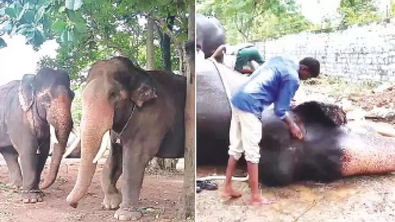 Karnataka: दशहरा हाथी अरण्य भवन में आराम करते हैं; 10 अगस्त की शाम को महल में प्रवेश Karnataka: दशहरा हाथी अरण्य भवन में आराम करते हैं; 10 अगस्त की शाम को महल में प्रवेश