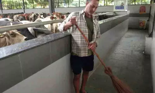 शराब पीने के दोषी Chandigarh निवासी रफीक समर्पण भाव से गायों की सेवा कर रहे