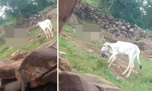 कुनो सीमा लांघकर गांव पहुंचे चीते, खेत में हमला कर किया शिकार