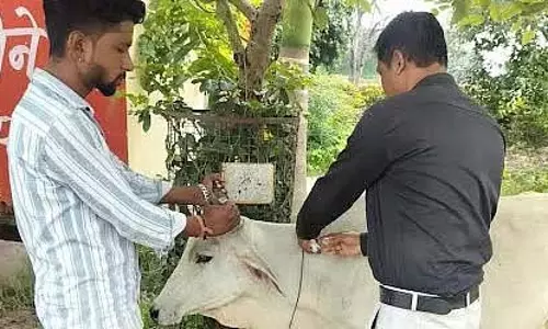 बचा हुआ बासी गेहूं का आटा खाने से 5 गायों की मौत, 2 की हालत गंभीर बचा हुआ बासी गेहूं का आटा खाने से 5 गायों की मौत, 2 की हालत गंभीर