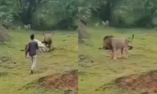शेर को खाते हुए शख्स ने बनाया Video, गिरफ्तार