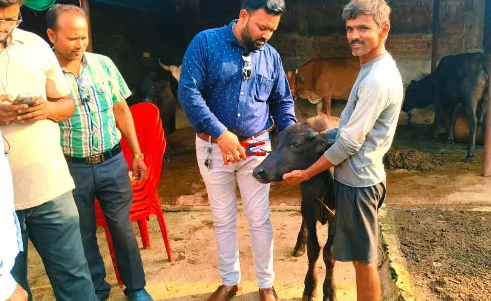 नगर पंचायत पिथौरा में आवारा गोवंश की सुरक्षा और सड़क सुरक्षा के लिए नई मुहिम शुरू नगर पंचायत पिथौरा में आवारा गोवंश की सुरक्षा और सड़क सुरक्षा के लिए नई मुहिम शुरू