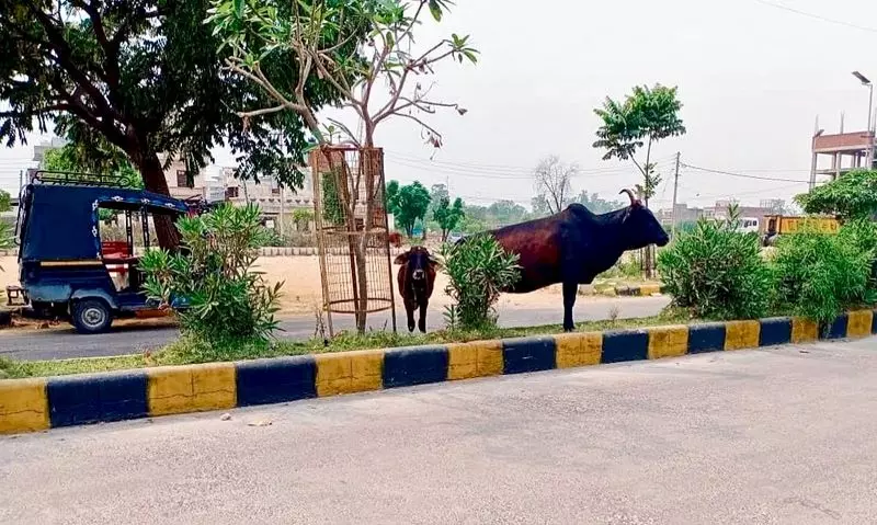 Kurukshetra जिला प्रशासन सड़कों पर मवेशी छोड़ने वालों के खिलाफ कानूनी कार्रवाई Kurukshetra जिला प्रशासन सड़कों पर मवेशी छोड़ने वालों के खिलाफ कानूनी कार्रवाई