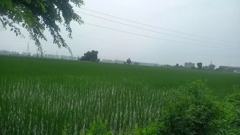 Haryana : पोर्टल पर खरीफ फसलों के पंजीकरण की अंतिम तिथि बढ़ाई गई Haryana : पोर्टल पर खरीफ फसलों के पंजीकरण की अंतिम तिथि बढ़ाई गई