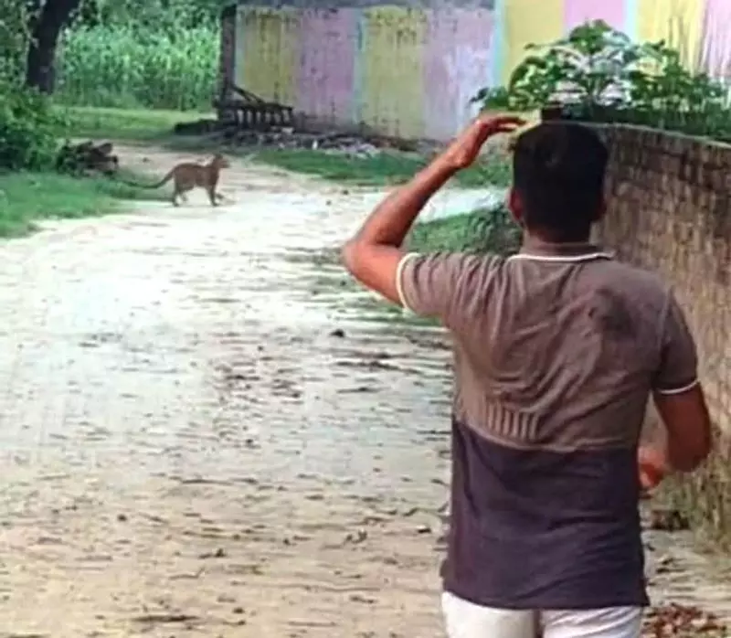 Yamunanagar के गांव में तेंदुआ दिखने से दहशत फैल गई Yamunanagar के गांव में तेंदुआ दिखने से दहशत फैल गई