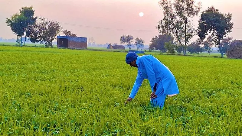 Haryana ने पिछले पांच वर्षों में केंद्रीय पूल को 333 लाख मीट्रिक टन गेहूं की आपूर्ति की केंद्र Haryana ने पिछले पांच वर्षों में केंद्रीय पूल को 333 लाख मीट्रिक टन गेहूं की आपूर्ति की केंद्र