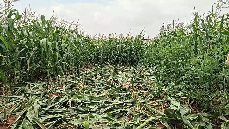 Karnataka : कीटों से मक्का की फसल नष्ट Karnataka : कीटों से मक्का की फसल नष्ट