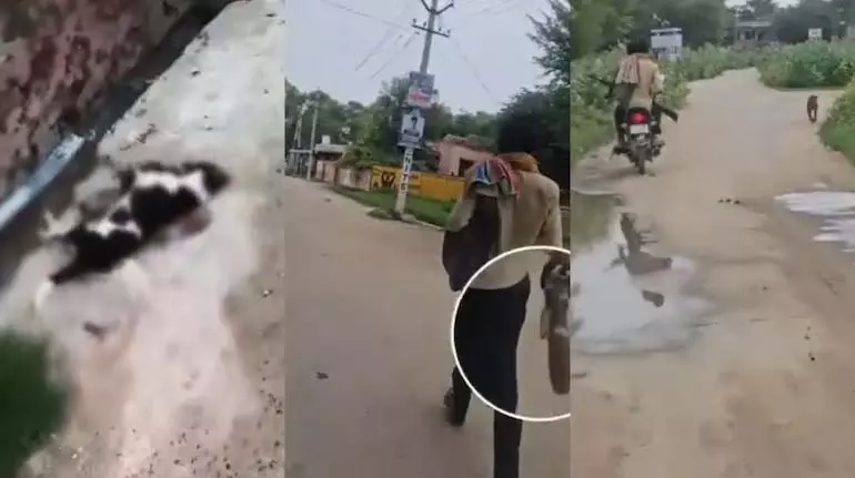 Jhunjhunu में हथियारबंद बाइक सवारों ने 25 से अधिक आवारा कुत्तों को गोलियों से भून डाला Jhunjhunu में हथियारबंद बाइक सवारों ने 25 से अधिक आवारा कुत्तों को गोलियों से भून डाला