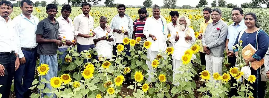 Raichur : सूरजमुखी की फसल कीटों के प्रकोप से प्रभावित Raichur : सूरजमुखी की फसल कीटों के प्रकोप से प्रभावित
