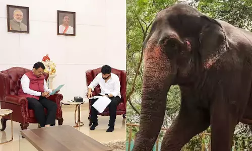 माधुरी हाथी महाराष्ट्र लौटने को तैयार, रेड कार्पेट पर स्वागत