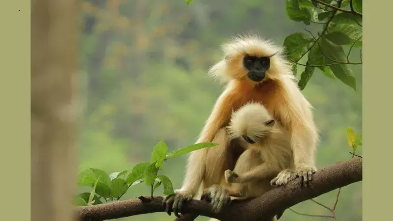 Assam: काकोईजाना रिजर्व फॉरेस्ट में बिजली का झटका लगने से गोल्डन लंगूर की मौत Assam: काकोईजाना रिजर्व फॉरेस्ट में बिजली का झटका लगने से गोल्डन लंगूर की मौत