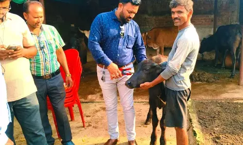 नगर पंचायत पिथौरा में आवारा गोवंश की सुरक्षा और सड़क सुरक्षा के लिए नई मुहिम शुरू नगर पंचायत पिथौरा में आवारा गोवंश की सुरक्षा और सड़क सुरक्षा के लिए नई मुहिम शुरू