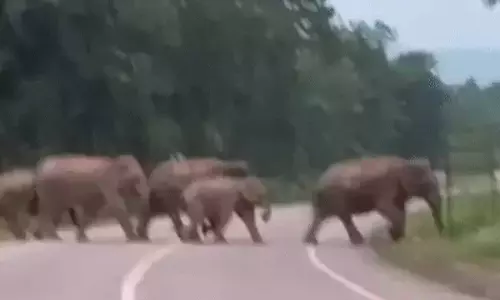 कोरबा में 45 हाथियों का झुंड दिखा, कई गांवों में अलर्ट