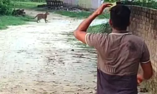 Yamunanagar के गांव में तेंदुआ दिखने से दहशत फैल गई