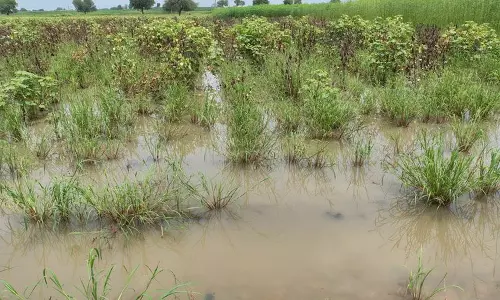 Haryana : रेवाड़ी के 35 गांवों में जलभराव से खरीफ फसलों को नुकसान Haryana : रेवाड़ी के 35 गांवों में जलभराव से खरीफ फसलों को नुकसान