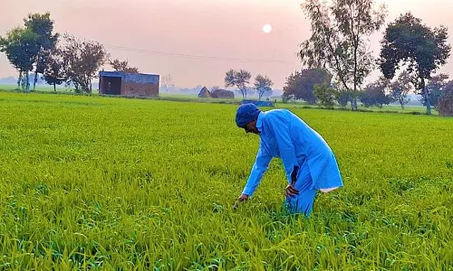 Haryana  ने पिछले पांच वर्षों में केंद्रीय पूल को 333 लाख मीट्रिक टन गेहूं की आपूर्ति की केंद्र