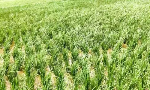 चावल में ब्लास्ट रोग; किसान चिंतित चावल में ब्लास्ट रोग; किसान चिंतित