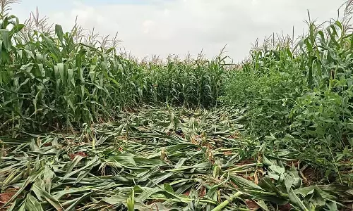 Karnataka : कीटों से मक्का की फसल नष्ट Karnataka : कीटों से मक्का की फसल नष्ट