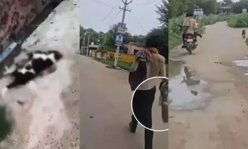 Jhunjhunu में हथियारबंद बाइक सवारों ने 25 से अधिक आवारा कुत्तों को गोलियों से भून डाला