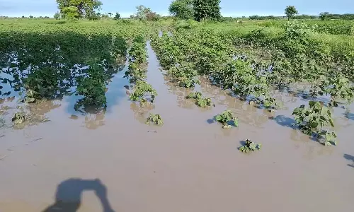 Karnataka : मूसलाधार बारिश से फसलों को जीवनदान मिला Karnataka : मूसलाधार बारिश से फसलों को जीवनदान मिला