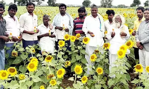 Raichur : सूरजमुखी की फसल कीटों के प्रकोप से प्रभावित Raichur : सूरजमुखी की फसल कीटों के प्रकोप से प्रभावित