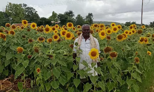 Halebidu : सूरजमुखी को पक्षी प्लेग और भारी बारिश से बचाने के लिए किसान प्रयास कर रहे हैं