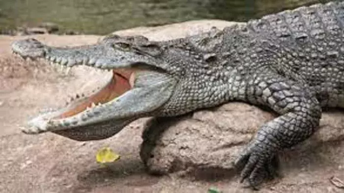 Haridwar: रेस्क्यू टीम ने गांव से निकाला मगरमच्छ Haridwar: रेस्क्यू टीम ने गांव से निकाला मगरमच्छ