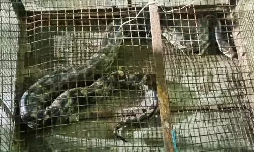 भारतीय अजगर को बचाया गया और मलकानगिरी में छोड़ा गया