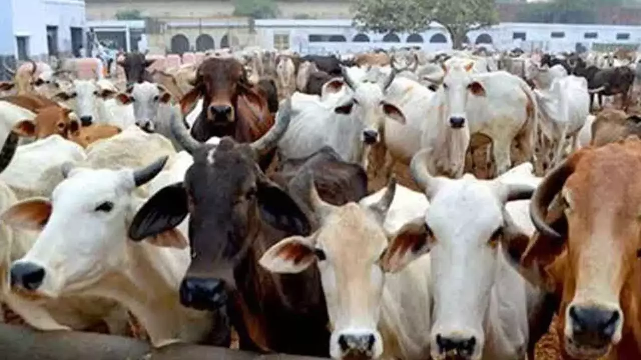 Karnataka: टोल गेट पर मवेशी चोर गिरोह का हिंसक प्रदर्शन, 3 घायल Karnataka: टोल गेट पर मवेशी चोर गिरोह का हिंसक प्रदर्शन, 3 घायल
