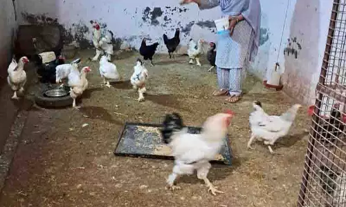 Ludhiana की 68 वर्षीय महिला पशुपालन को आत्मनिर्भरता का मॉडल बना रही Ludhiana की 68 वर्षीय महिला पशुपालन को आत्मनिर्भरता का मॉडल बना रही