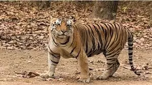 MP News: जंगल में छिपे बाघ ने युवक पर किया हमला, ग्रामीणों में दहशत MP News: जंगल में छिपे बाघ ने युवक पर किया हमला, ग्रामीणों में दहशत