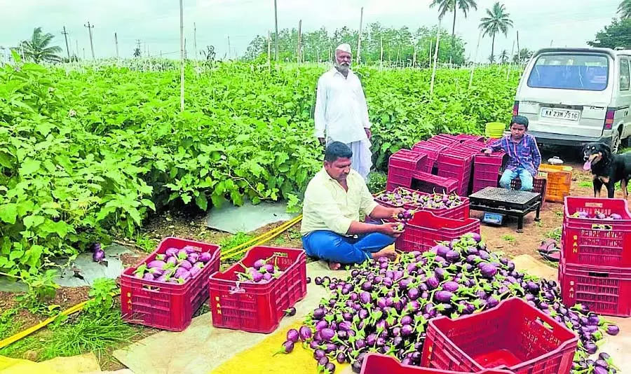 Bagalkot : पिता और पुत्र जिन्होंने बैंगन उगाकर मुनाफा कमाया Bagalkot : पिता और पुत्र जिन्होंने बैंगन उगाकर मुनाफा कमाया