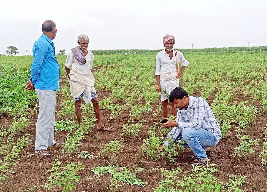 टोगारी की फसल गोड्डू रोग से प्रभावित: खाद्य आपूर्तिकर्ता चिंतित टोगारी की फसल गोड्डू रोग से प्रभावित: खाद्य आपूर्तिकर्ता चिंतित