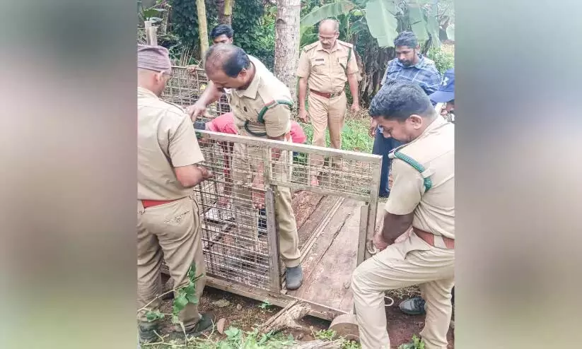 Kerala : पकंदम में फिर बाघ, पिंजरा लगाया गया Kerala : पकंदम में फिर बाघ, पिंजरा लगाया गया
