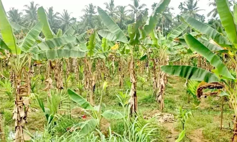 केला की खेती दुर्लभ बीमारी की चपेट में, किसान नहीं बचा पा रहे केला की खेती दुर्लभ बीमारी की चपेट में, किसान नहीं बचा पा रहे