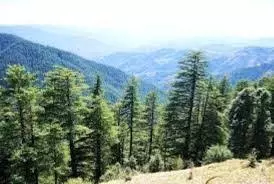गंगोत्री हाईवे के चौड़ीकरण के लिए 6000 देवदार के पेड़ों की कटाई की योजना गंगोत्री हाईवे के चौड़ीकरण के लिए 6000 देवदार के पेड़ों की कटाई की योजना