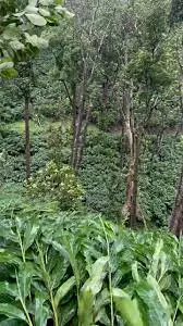 इडुक्की में चोरों ने इलायची के बागानों को लूटा, किसान असहाय इडुक्की में चोरों ने इलायची के बागानों को लूटा, किसान असहाय
