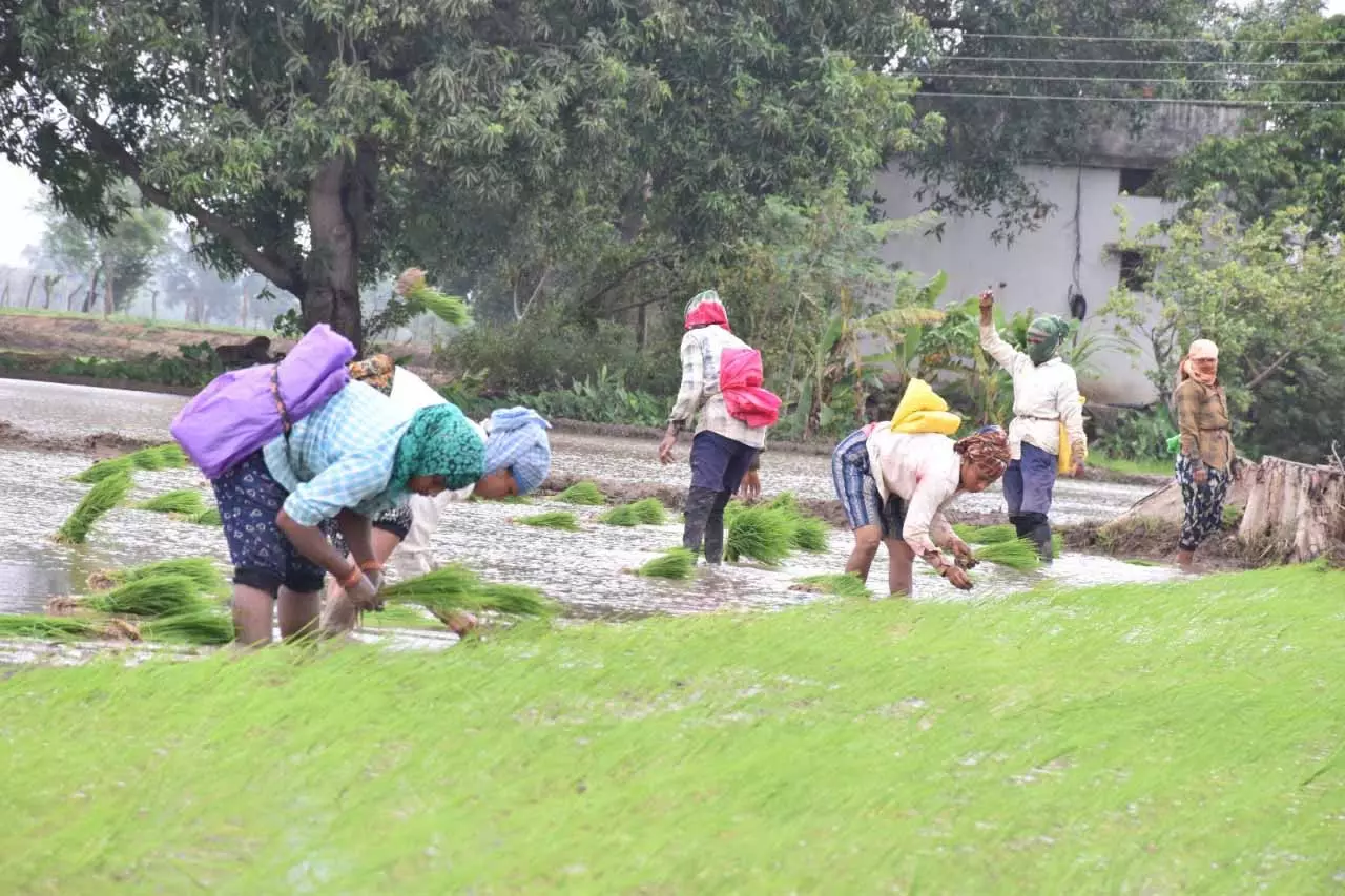 पीएम फसल बीमा योजना, 31 अगस्त तक बीमा करा सकते हैं किसान पीएम फसल बीमा योजना, 31 अगस्त तक बीमा करा सकते हैं किसान