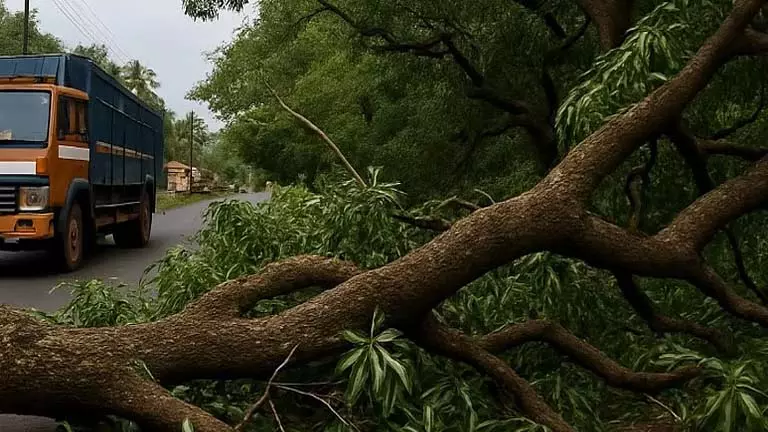 ट्रक की टक्कर के बाद Mapusa में आम के पेड़ की गिरी शाखा से सड़क अवरुद्ध ट्रक की टक्कर के बाद Mapusa में आम के पेड़ की गिरी शाखा से सड़क अवरुद्ध