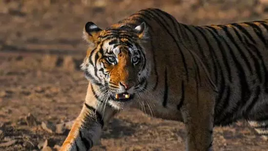 भद्रा रिजर्व में बाघिन की मौत, क्षेत्रीय संघर्ष की आशंका भद्रा रिजर्व में बाघिन की मौत, क्षेत्रीय संघर्ष की आशंका