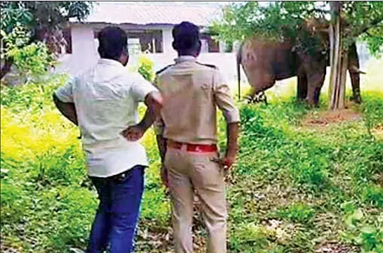 सीएम के कोलकाता लौटने पर वन विभाग ने रामलाल को लेकर राहत की सांस ली सीएम के कोलकाता लौटने पर वन विभाग ने रामलाल को लेकर राहत की सांस ली