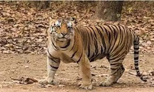 MP News: जंगल में छिपे बाघ ने  युवक पर किया हमला, ग्रामीणों में दहशत